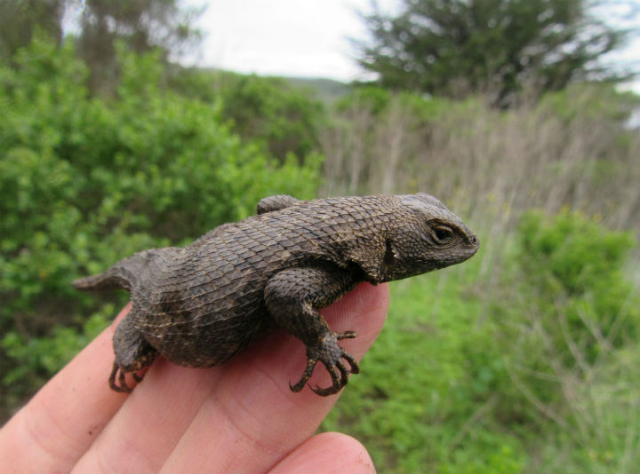 Western Fence Lizard